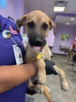 A baby small-sized female Yellow / Tan / Blond / Fawn Mixed Breed dog named Mia for adoption in El Paso, TX