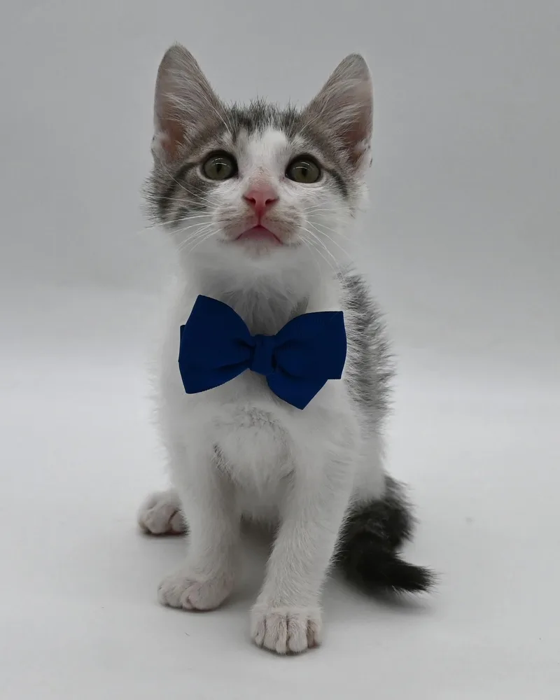 A baby medium-sized male Tabby cat named Toblerone. for adoption in Mobile, AL