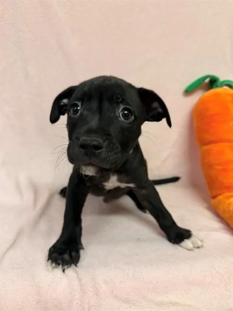 A baby small-sized male Boxer dog named Mj for adoption in Castaic, CA