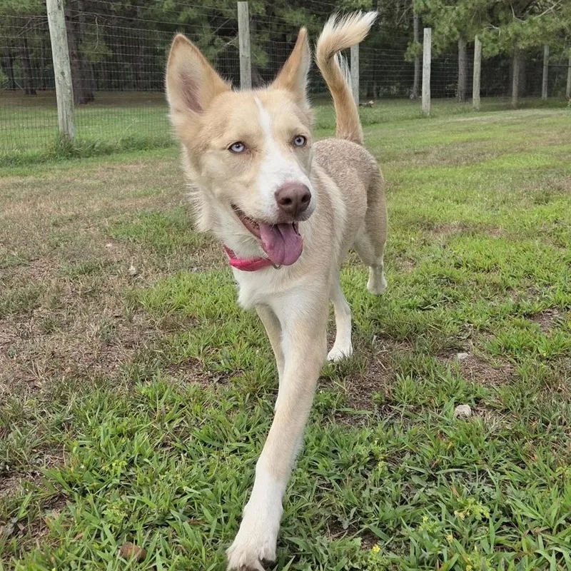 A young medium-sized female Apricot / Beige Husky dog named Macy for adoption in Park Rapids, MN
