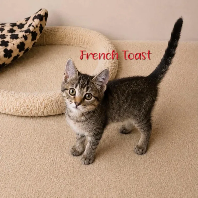 French Toast
