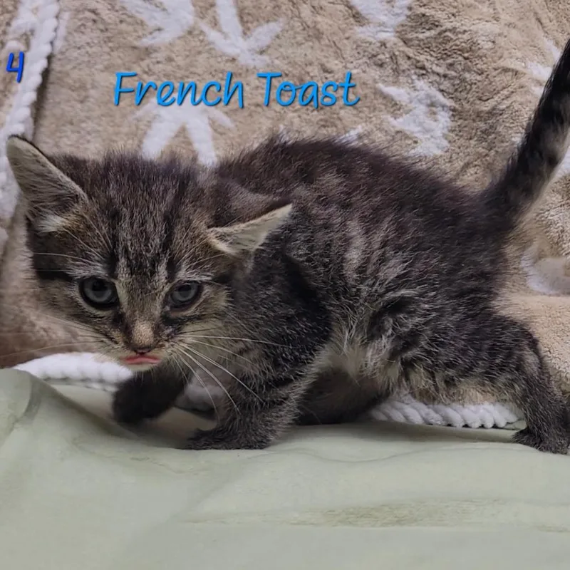 French Toast thumbnail 3
