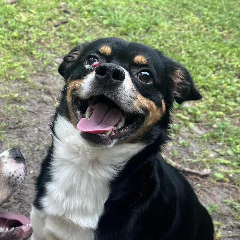 An adult medium-sized male Black Mixed Breed dog named Storm Trooper for adoption in Naples, FL