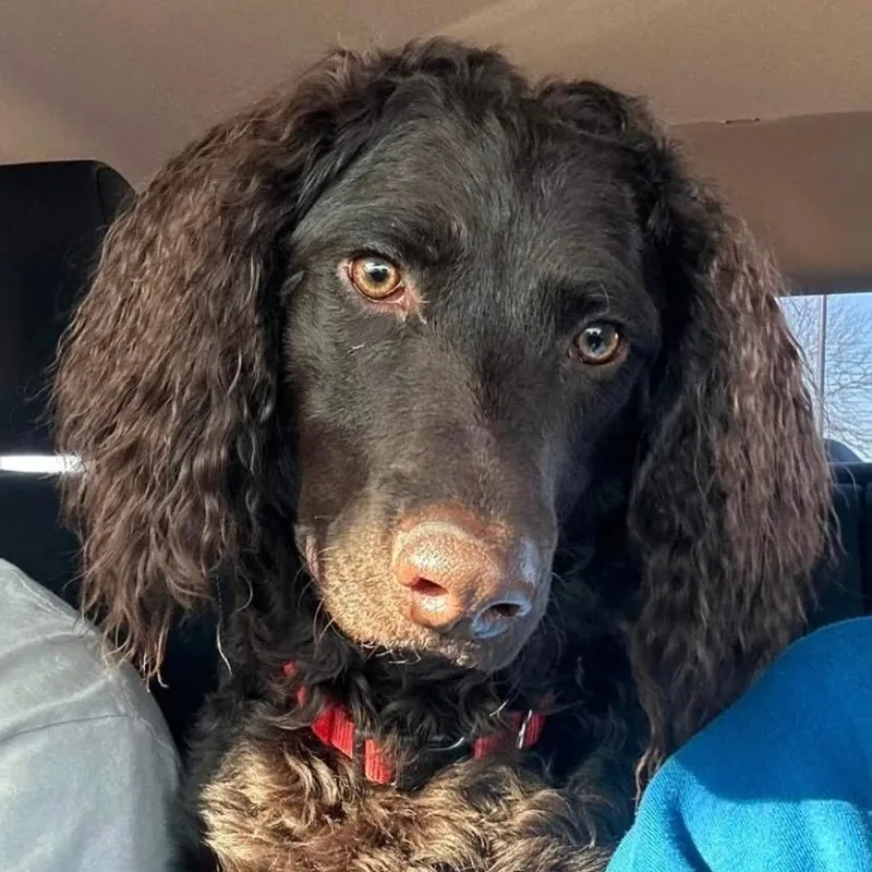 An adult medium-sized male Brown / Chocolate Chocolate Labrador Retriever dog named Willy for adoption in Simpsonville, SC