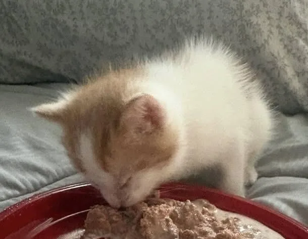 A baby small-sized male Orange & White Domestic Short Hair cat named Bucky for adoption in Chalfont, PA