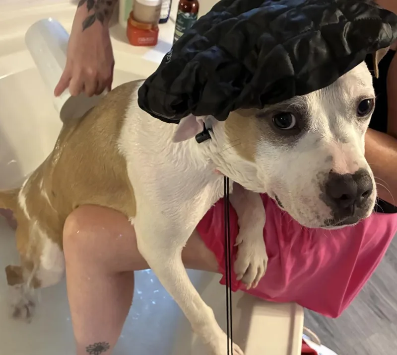 A young medium-sized male White / Cream Pit Bull Terrier dog named Petey for adoption in Irmo, SC