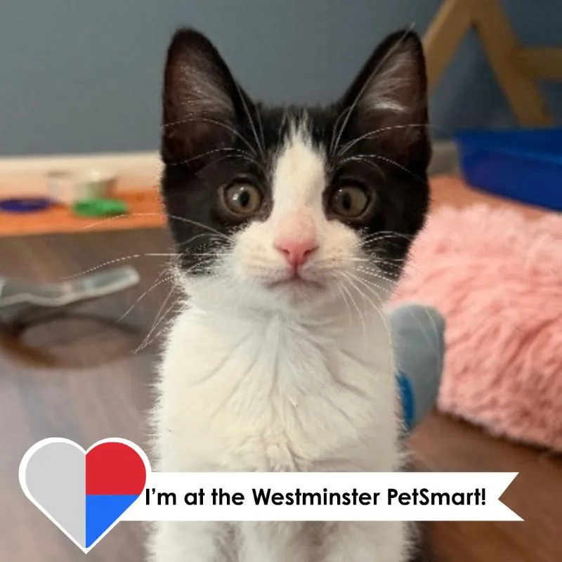 A young medium-sized female Black Domestic Short Hair cat named Iris for adoption in Fort Collins, CO