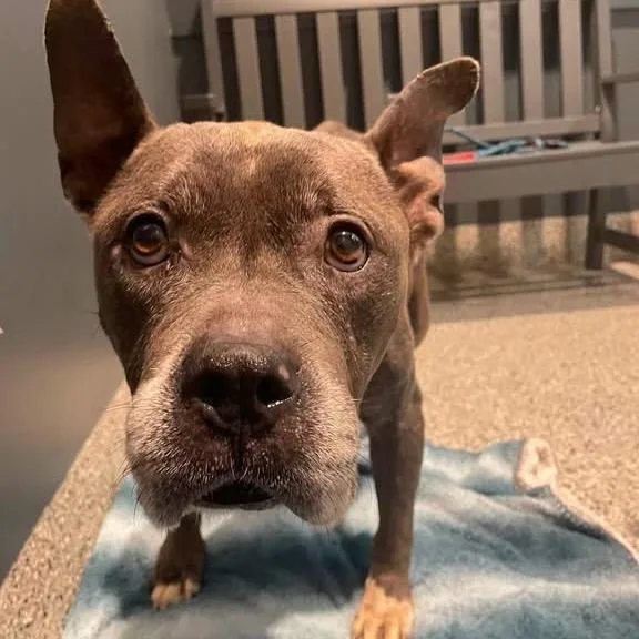 A senior medium-sized female American Bulldog dog named Audrey for adoption in Northville, MI