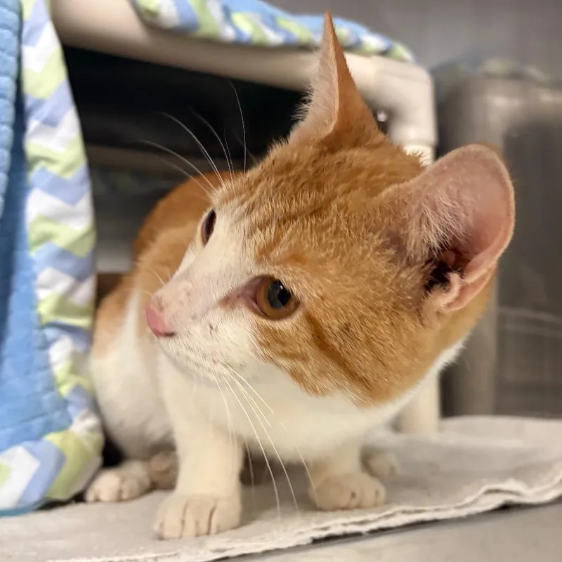 A young medium-sized male Orange / Red Domestic Short Hair cat named Julius for adoption in Morrisville, VT