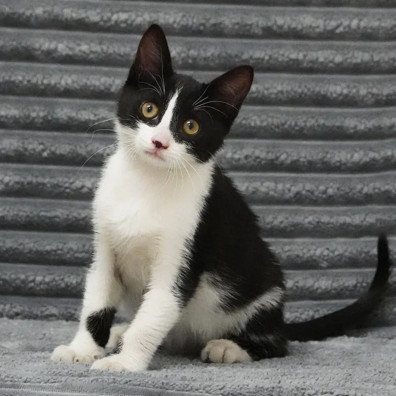 A baby small-sized female Black Domestic Short Hair cat named Pixie for adoption in Sunnyvale, CA