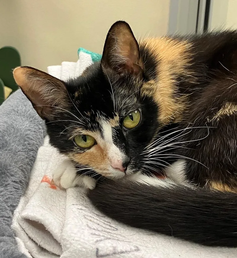 A young medium-sized female Domestic Short Hair cat named Snow for adoption in Christiansburg, VA