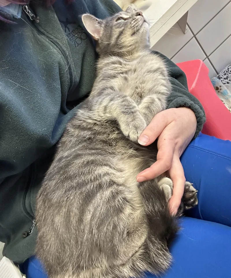 An adult medium-sized male Tabby (Gray / Blue / Silver) Domestic Short Hair cat named Brew for adoption in Cedar Rapids, IA