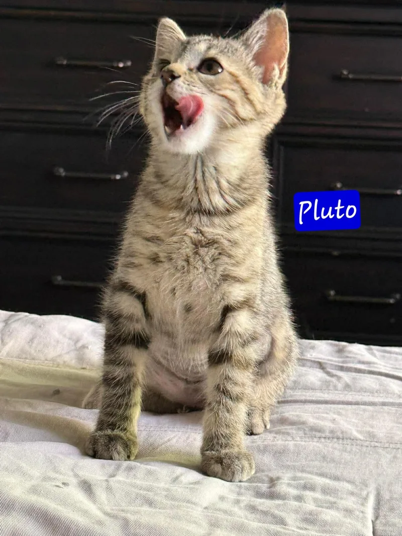 A young small-sized male Tabby (Gray / Blue / Silver) Domestic Short Hair cat named Pluto for adoption in Evergreen, CO