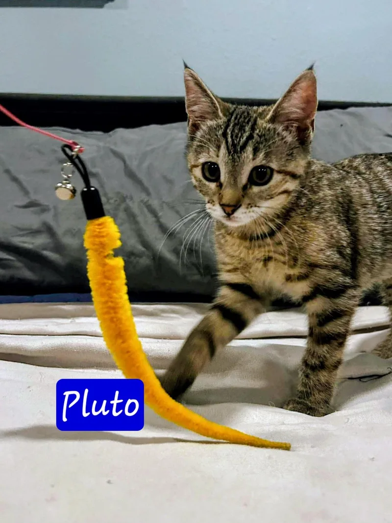 Pluto thumbnail 4