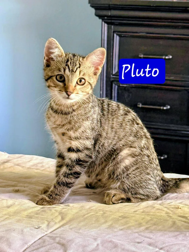 Pluto thumbnail 5
