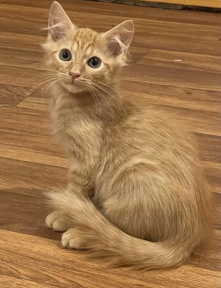 Genesis Orchard thumbnail 2