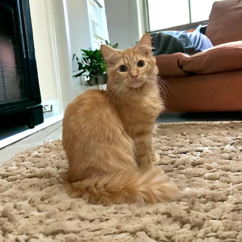 Genesis Orchard thumbnail 4