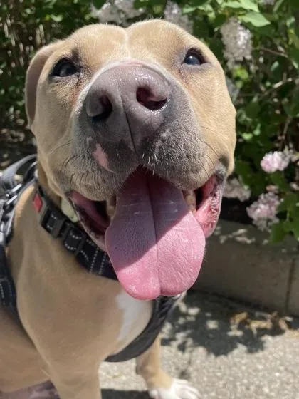 An adult large-sized male Mixed Breed dog named Caesar for adoption in Cincinnati, OH