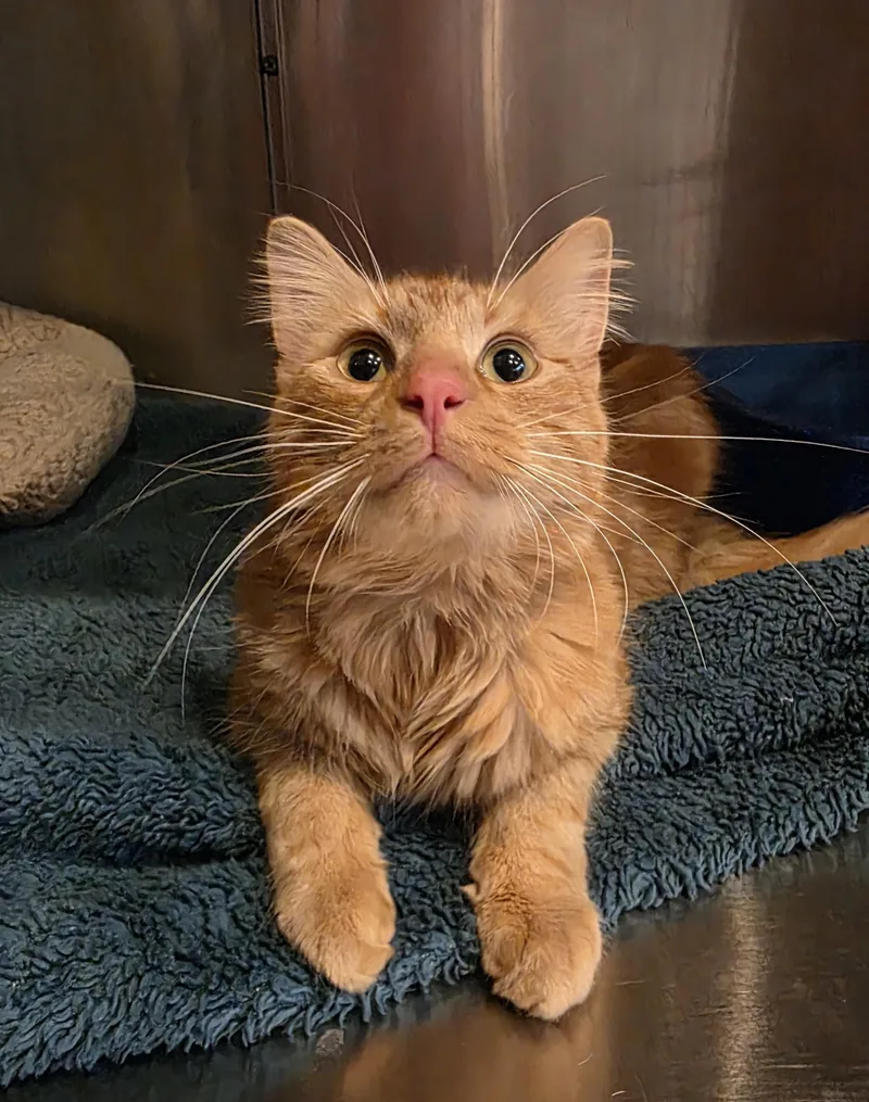 A young medium-sized male Tabby (Orange / Red) Domestic Medium Hair cat named Andy for adoption in Macomb Twp, MI
