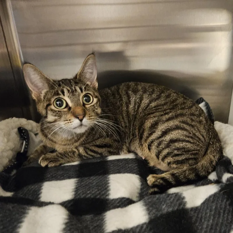 An adult medium-sized female Brown / Chocolate Domestic Short Hair cat named Penny for adoption in Port Townsend, WA