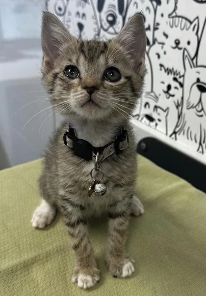 A young small-sized female Domestic Short Hair cat named B Gearshift for adoption in North Charleston, SC