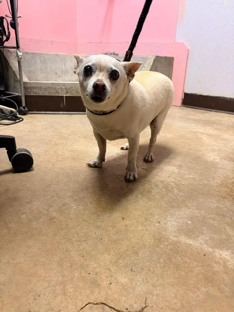 A senior small-sized male Chihuahua dog named El Chico Que Escapó for adoption in New Braunfels, TX