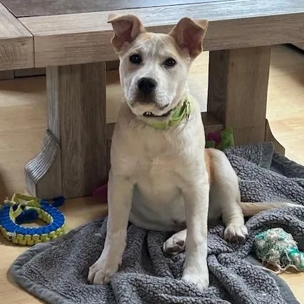 Bombay Spirits  Local thumbnail 4