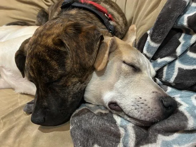 Bombay Spirits  Local thumbnail 5