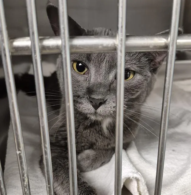 A young small-sized female Domestic Short Hair cat named Sprocket for adoption in Decatur, IL