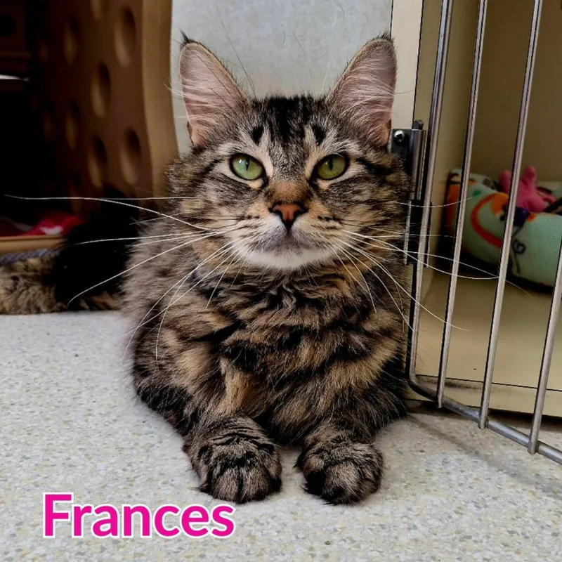 Frances thumbnail 2