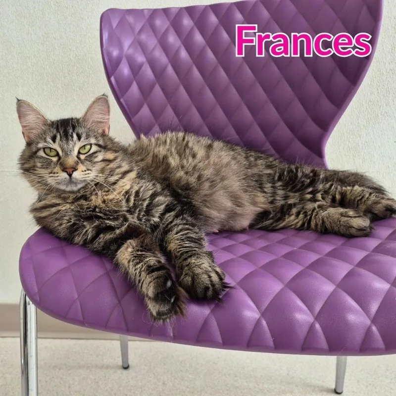 Frances thumbnail 3