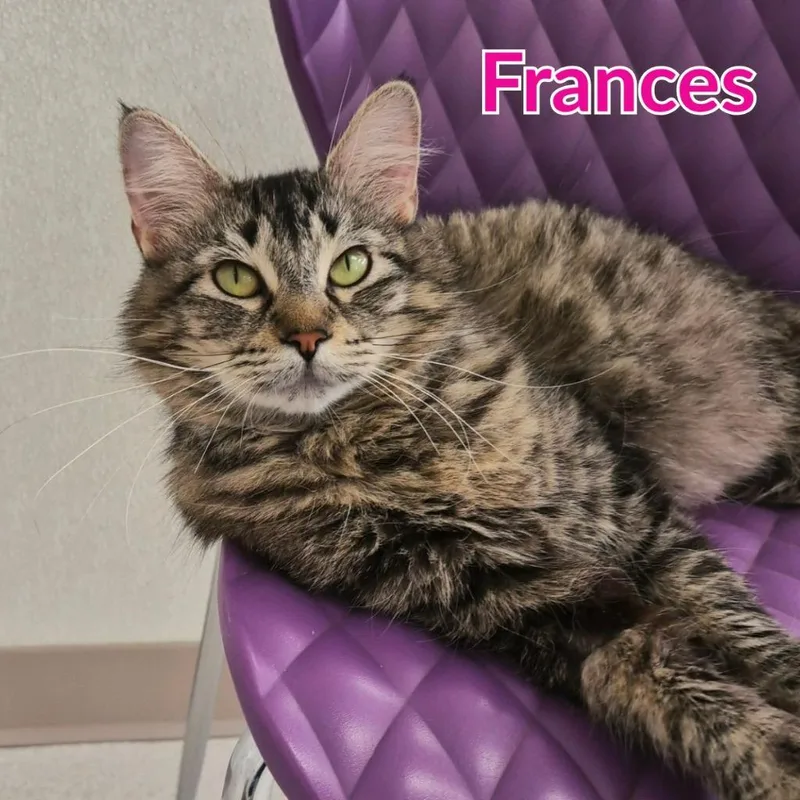 Frances thumbnail 4
