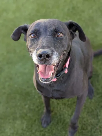 An adult large-sized female Shepherd dog named Leia for adoption in Mansfield, TX