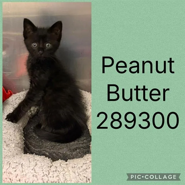 A baby small-sized male Domestic Short Hair cat named Peanut Butter for adoption in Macon, GA
