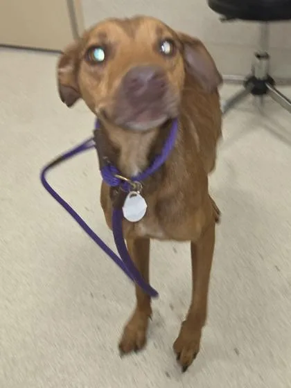 Taz