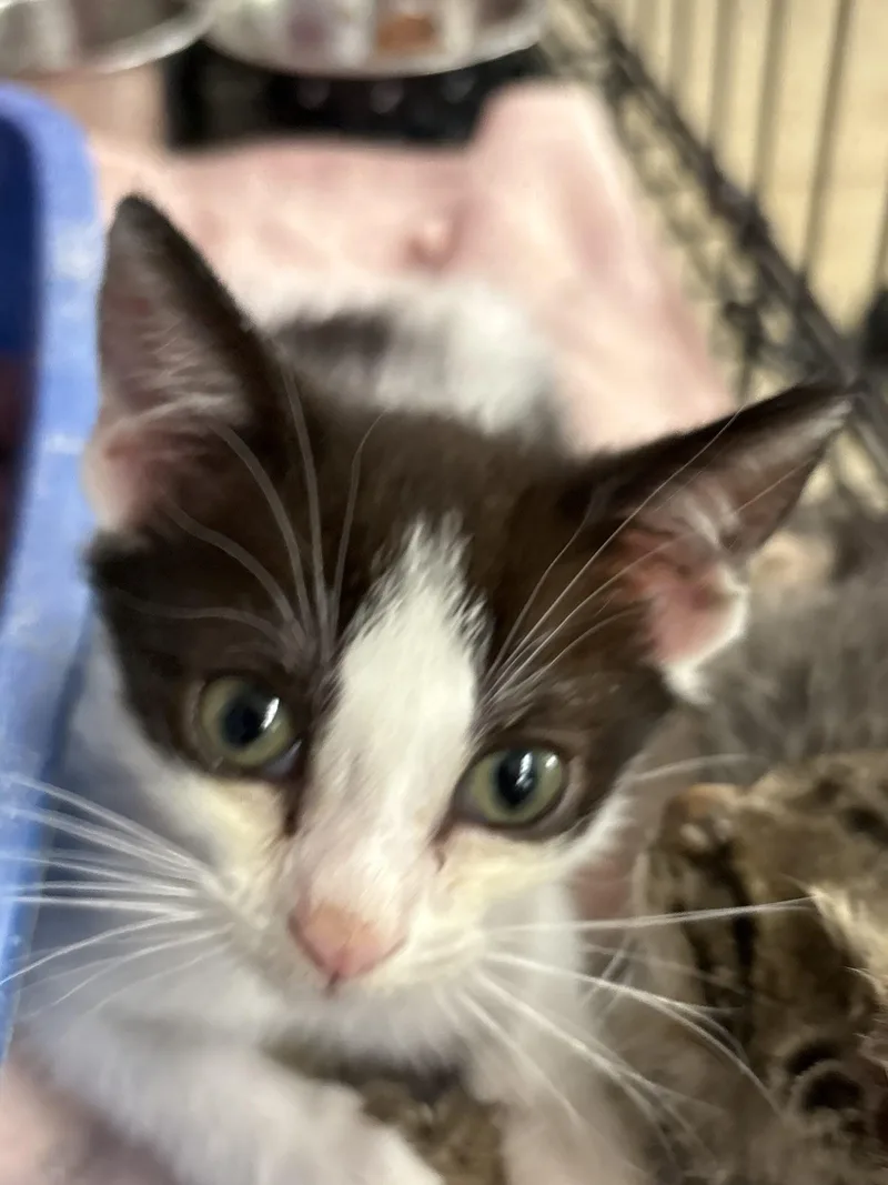 A baby small-sized male Black Domestic Short Hair cat named Johnny Mac for adoption in Sanford, NC