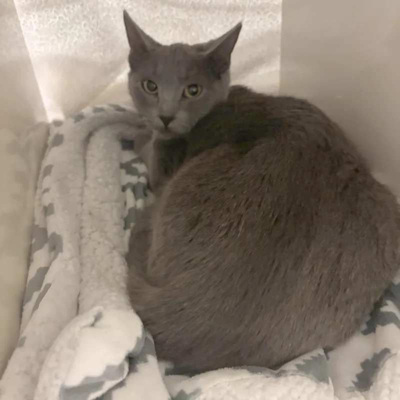 A young medium-sized female Gray / Blue / Silver Domestic Short Hair cat named Cartoon for adoption in Los Angeles, CA