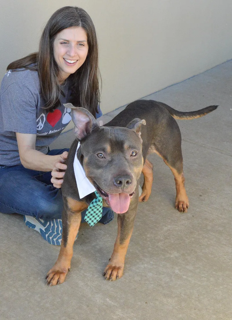 A young large-sized male Pit Bull Terrier dog named Draco for adoption in McKinney, TX