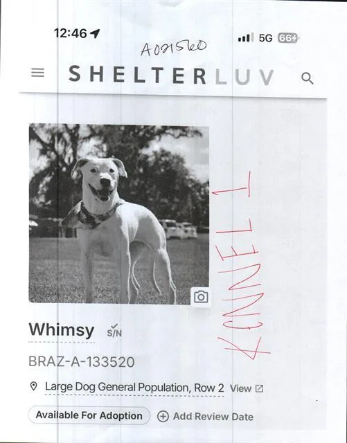 An adult large-sized female Labrador Retriever dog named Whimsy for adoption in Sugar Land, TX