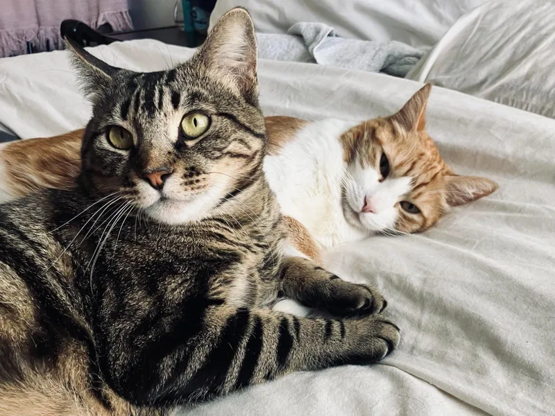 An adult medium-sized male Domestic Short Hair cat named Toast & Butter—bonded pair for adoption in Los Altos Hills, CA