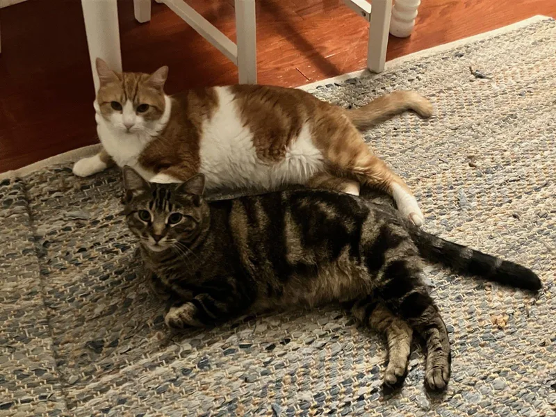 Toast & Butter—bonded pair thumbnail 2