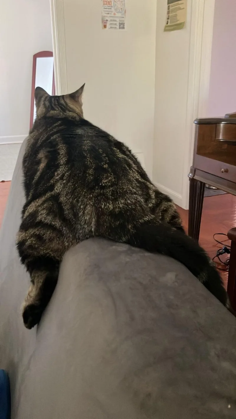 Toast & Butter—bonded pair thumbnail 5
