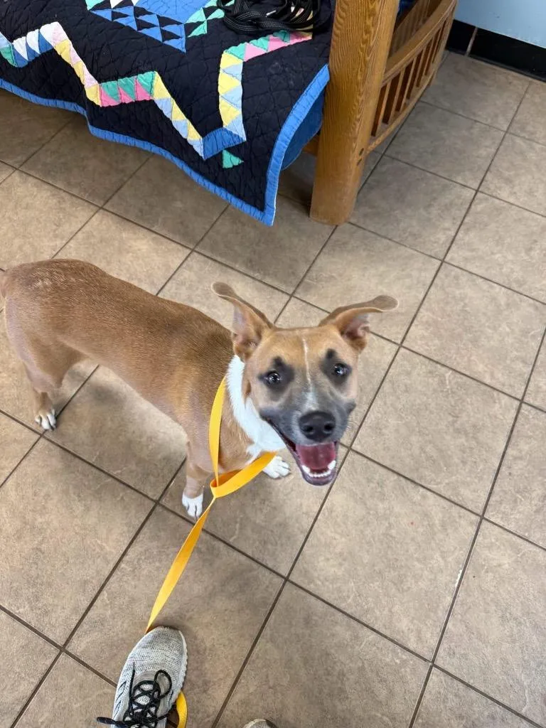 A young medium-sized female Mixed Breed dog named Pumpkin for adoption in Marion, OH
