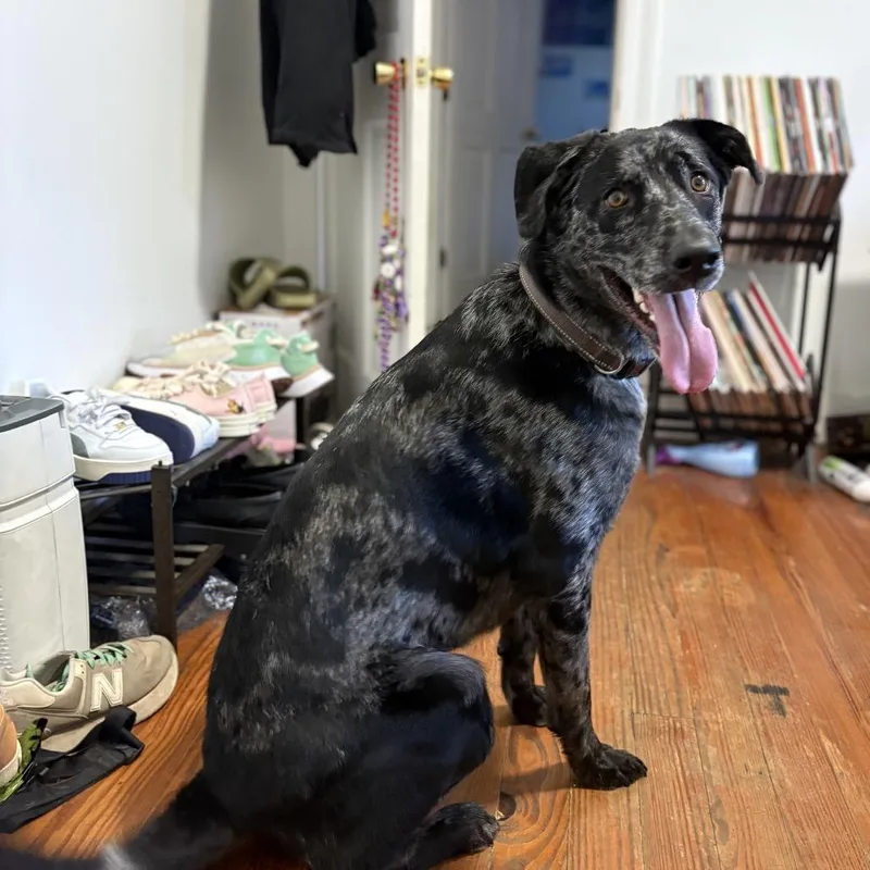 Echo Blaze thumbnail 2