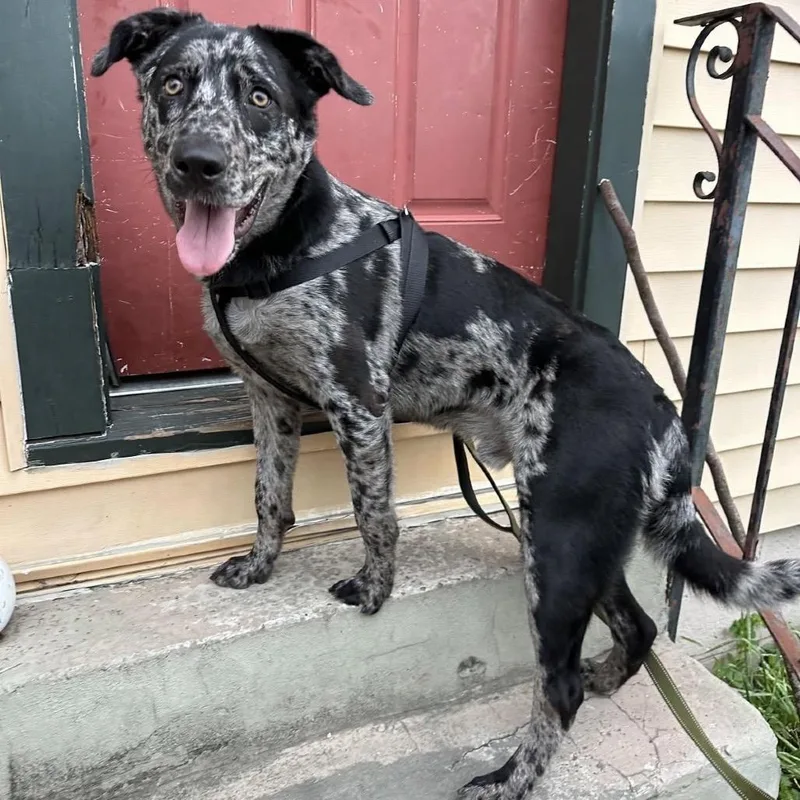 Echo Blaze thumbnail 3