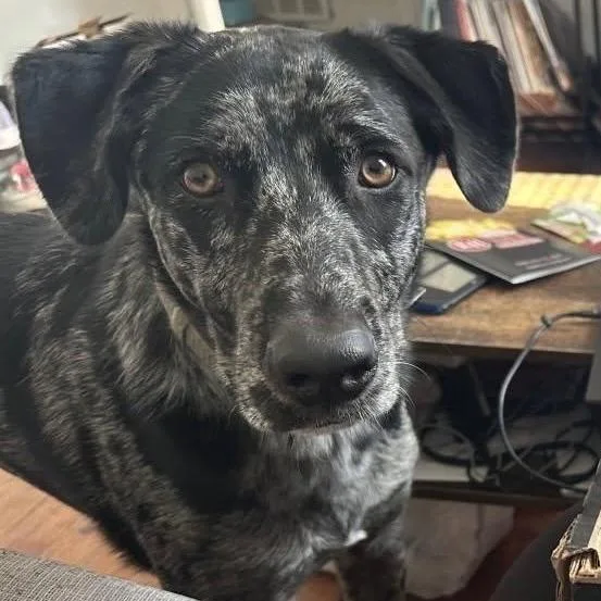 Echo Blaze thumbnail 4