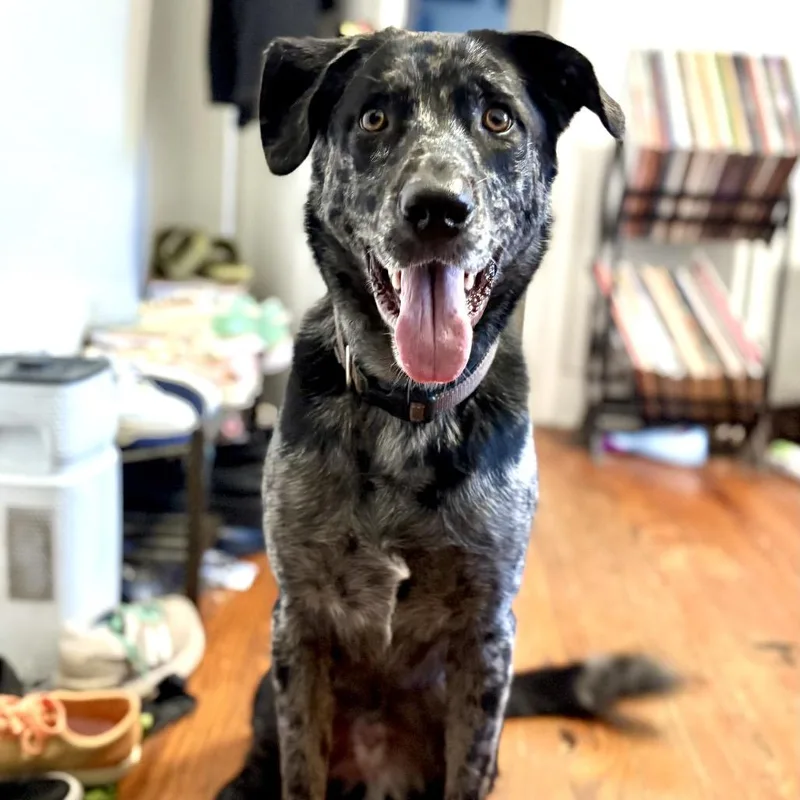 Echo Blaze thumbnail 5