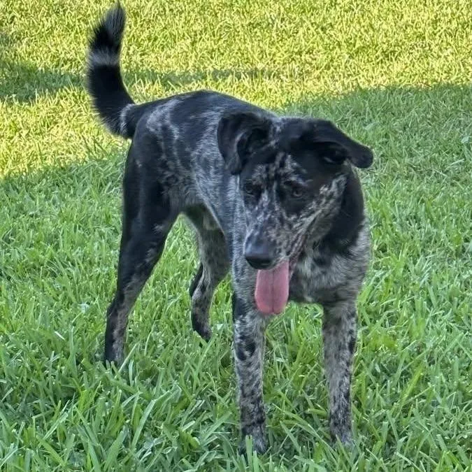 Echo Blaze thumbnail 6