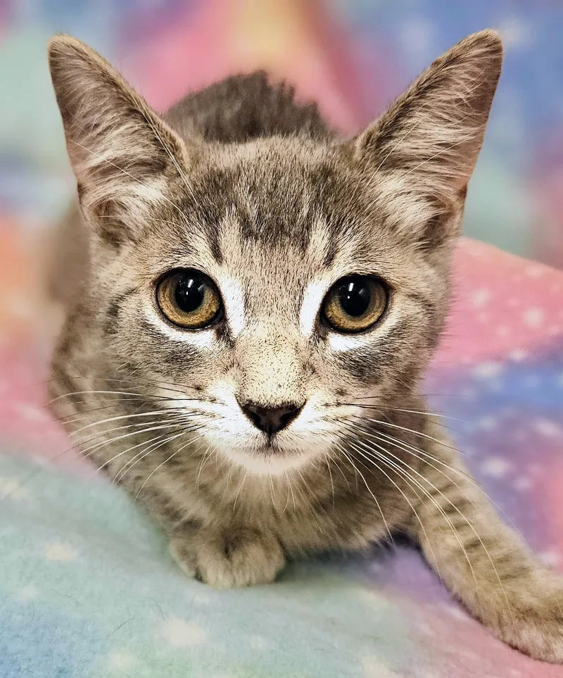 A baby small-sized female Tabby (Gray / Blue / Silver) Domestic Short Hair cat named Lucy  Rancho Cucamonga for adoption in Yorba Linda, CA