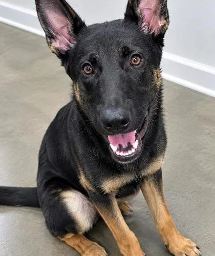 A baby large-sized male Belgian Shepherd / Malinois dog named Hunter for adoption in Jackson, LA